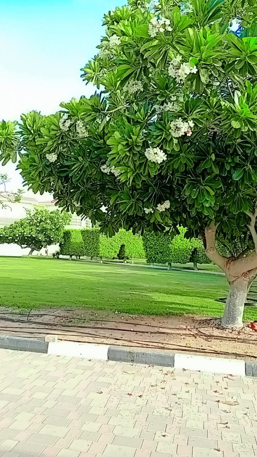 Flowering frangipani tree and lawn softscaping