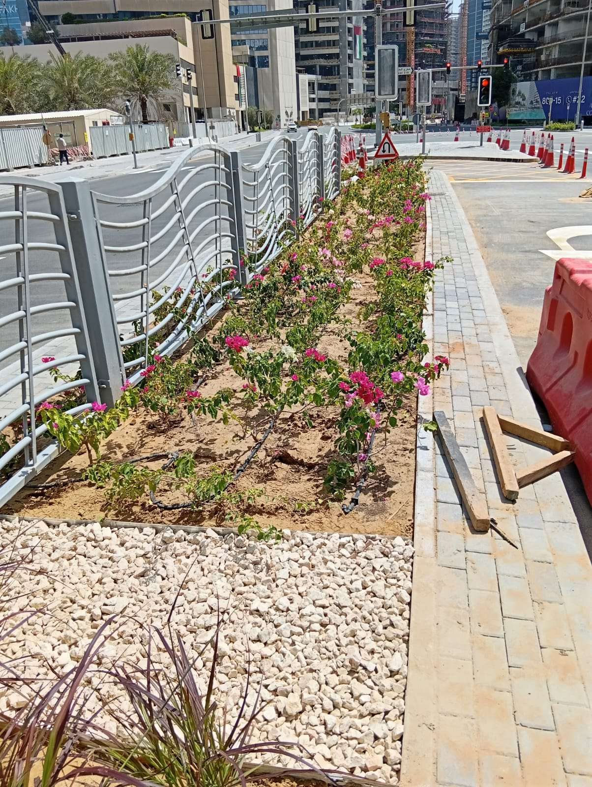 Bougainvillea median planting at the Sheikh Mohammed Bin Zayed Road roundabout