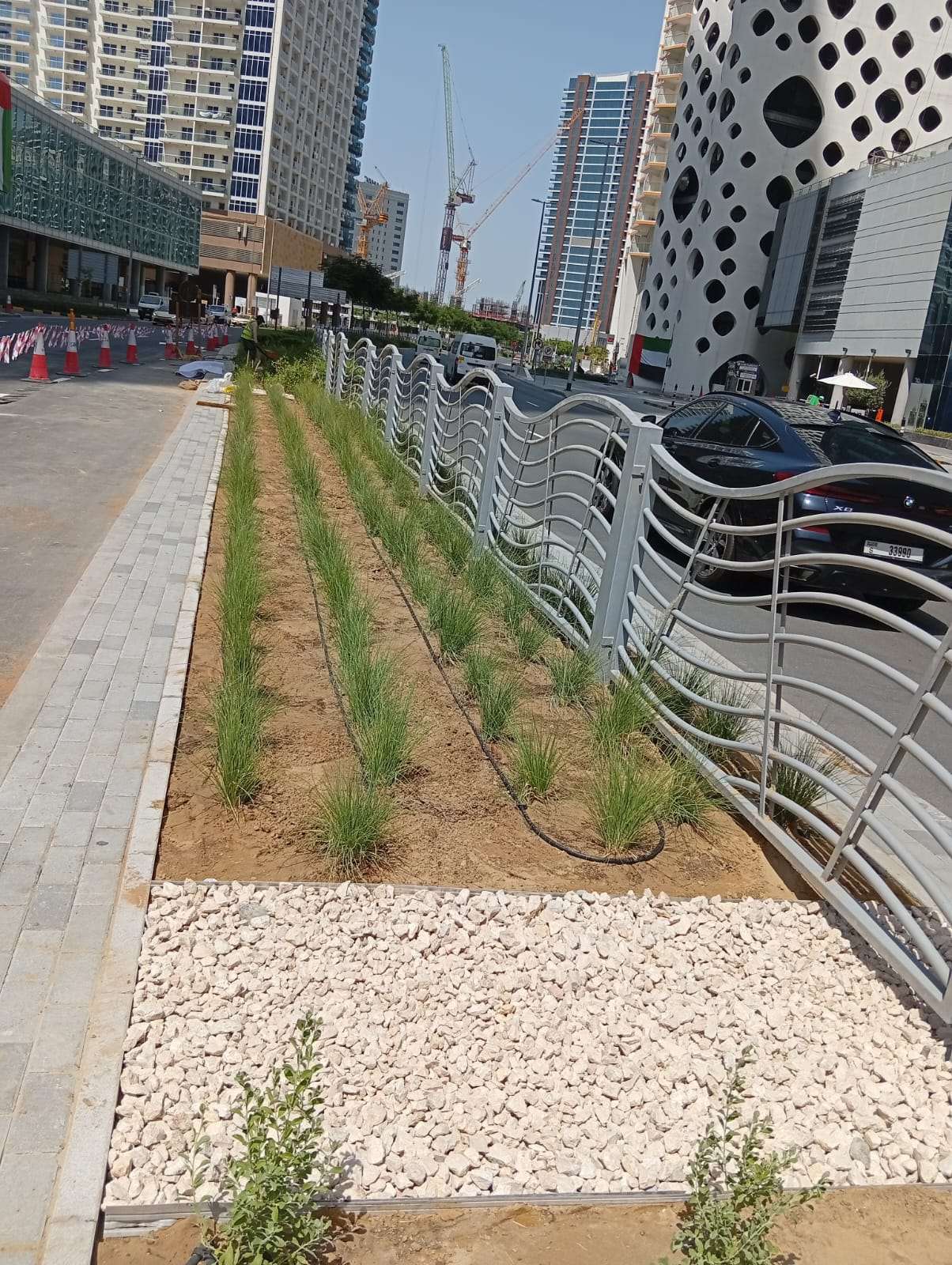 Ornamental grass planting at DCM Jumeirah Garden City, Al Satwa